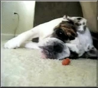 comida,perro,dormir,olfato,oler