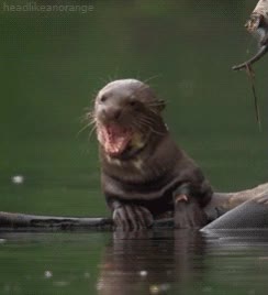 nutria,chiste,aahh