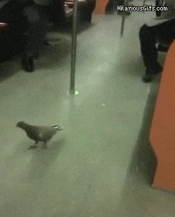 metro,paloma,vagancia