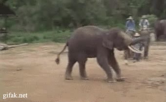 disparo,chutar,futbol,pelota,elefante
