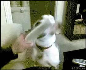 morder,perro,troll