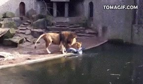 cazado,le&oacute;n,p&aacute;jaro