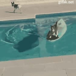 escapar,piscina,gato,perro,surf