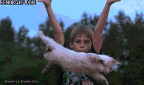 caída,gato,cámara lenta