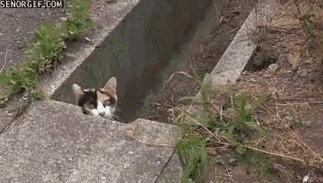 gato,ver