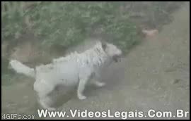 rascar,perro,subir,like a dog