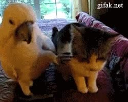 caricia,loro,gato,ave,cariño,consuelo