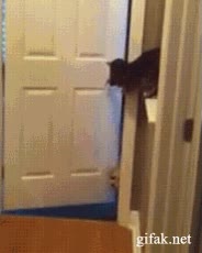 gato,perro,puerta,escape,ayuda