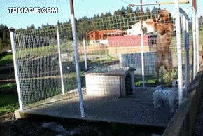 escapar,perro,vigilante