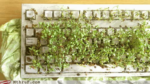 teclado,viejo,semillas,planta,maceta