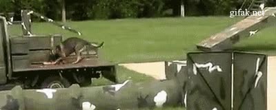 guerra,bomba,a la par con los gatos,perro