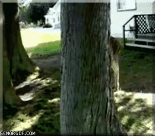 esconderse,tronco,árbol,ciervo,escondite
