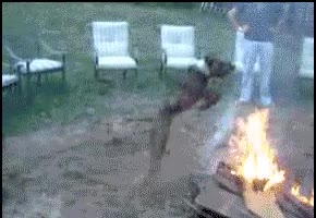 hoguera,perro,saltos,loco