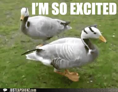 cumpleaños,patos,dia,excited