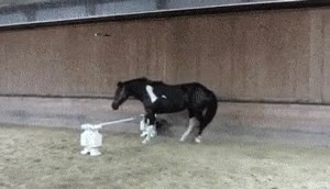 caballo,salto,fail