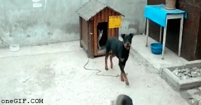 gato,caseta,perros,gustar,compartir