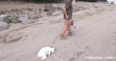 correa,pasear,gato,paseo,fail,a falta de perro