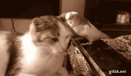 a tomar pol culo,periquito,ave,gato,golpe,molestar