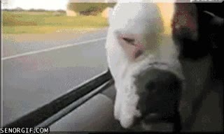 coche,perro,tomar el aire,carretera