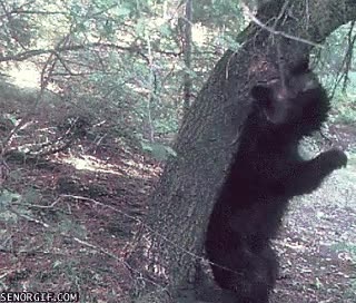 oso,bosque,árbol,espalda,picar,rascarse,tronco