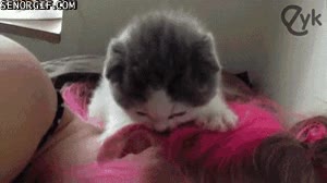 Despierta, es hora de levantarte levantarte,gato,dueña,señora,despertar