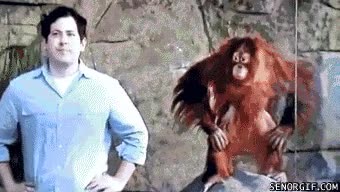 orangután,imitar,chico,persona
