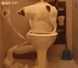 gato,baño,inodoro,limpiar,papel,higiénico