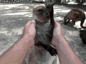 canguro,animal,caricias,gusto