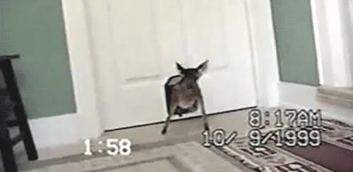 equivocarse,puerta,bambi