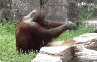 orangután,simio,mono,limpiar,cara,pelo,agua,drapo