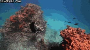 mar,silla de ruedas,chico