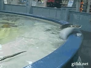 piscina,acuario,humano,vete,mantaraya