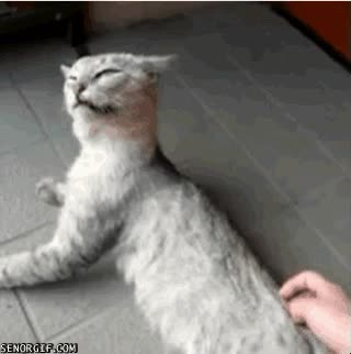 gato,mano,humano,rascar