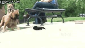 susto,tarántula,araña,perros,parque