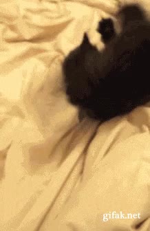 olla,adiós,sábana,gato,loco