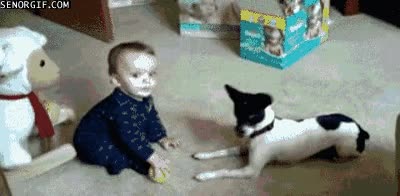 perro,niño,pelota,buscar