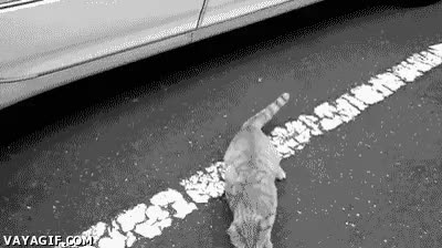 gato,mision,disimular,visto