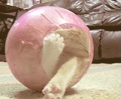 Gato,ermitaño,bola