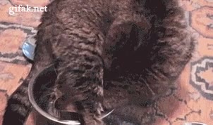 porque,gato,mirar,comida,bebida,pata,mirada