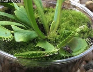 plantas,carnívoras,mosca,cuidado!