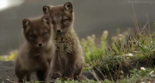 zorro,fox,correr,cara,face,run,furry
