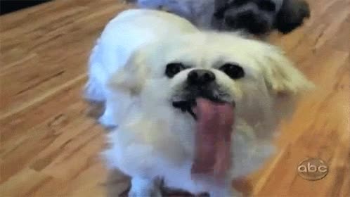 lenguaca,lengua,omg,perro,boca,larga,grande