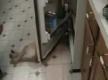 guardi&aacute;n,perro,nevera,flojera,cuidar