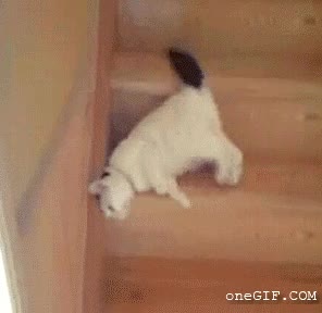 gato,bajar,escaleras,mascota,madera