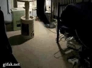 amo,gato,salto,juguete,casa,habitaci&oacute;n