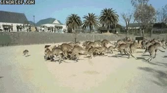 se&ntilde;or,canguros,plaza,calle,tierra