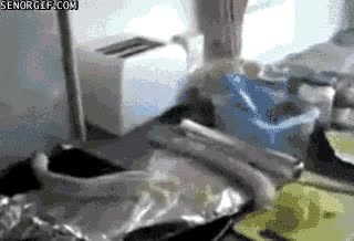 lim&oacute;n,revivir,pez,muerto,zumo