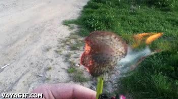 diente de león,Flor,Quemar