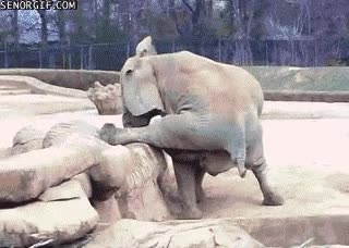 patas,abiertas,elefante,picar,rascar,piedras