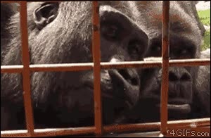 gorila,filmar,quitar